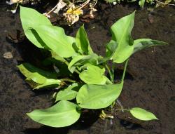 Alisma plantago-aquatica. Emergent leaves.
 Image: K.A. Ford © Landcare Research 2020 CC BY 4.0